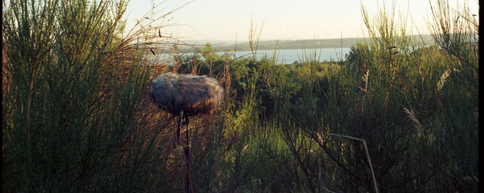 Picture of a windshield standing in an open field surrounded by thick bushes. In the background is a lake.